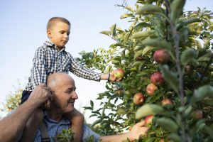 Father and son apple picking near NYC from a tree